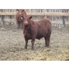 Image 7 : Helland Land & Cattle Co. Ltd. - 992# March Delivery Steers - 100 Head (Lomond, AB)