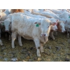 Image 8 : Munro Farms - 830# March Delivery Heifers - 75 Head (Kelwood, MB)