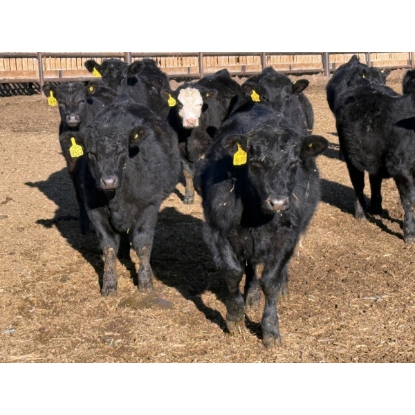 Lazy B Farm & Ranch - 690# March Delivery Steers - 45 Head (Linden, AB)