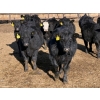 Image 1 : Lazy B Farm & Ranch - 690# March Delivery Steers - 45 Head (Linden, AB)