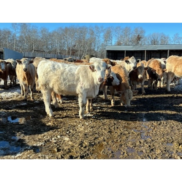Lee Johnston - 1000# September Delivery Grass Heifers - 240 Head (Welwyn, SK)