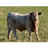 Image 7 : GW Murray Ranches - 675# November Delivery Steer Calves - 86 Head (Rolling Hills, AB)