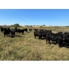 Image 5 : Tony Groenewoud - 1100# September Delivery Grass Steers - 335 Head (Turtleford, SK)