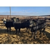 Image 3 : Cowoki Farming Ltd. - 6 Black Heifers (Pen 321-323)