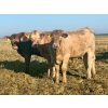 Image 2 : Darcy, Colton & Blake Reinhardt - 700# October Delivery Steer Calves - 88 Head (Nightingale, AB)