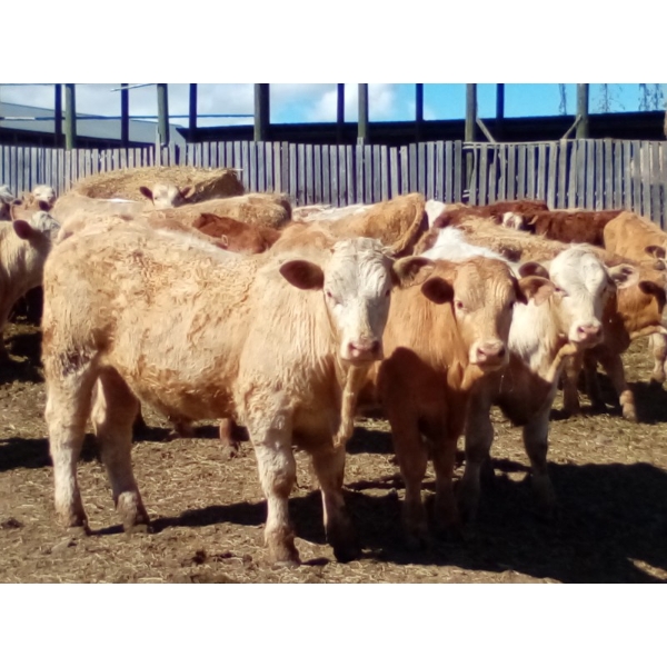 Ootsa Lake Cattle Co. - 800# June Delivery Steers - 75 Head (Ootsa Lake, BC)