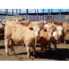 Image 1 : Ootsa Lake Cattle Co. - 800# June Delivery Steers - 75 Head (Ootsa Lake, BC)