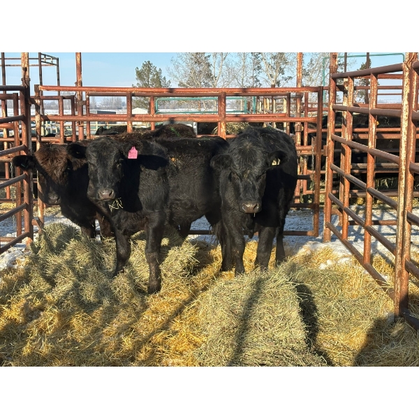 Red Deer Feeder Association Ltd. - 3 Heifers (Pen 143)