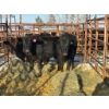 Image 1 : Red Deer Feeder Association Ltd. - 3 Heifers (Pen 143)