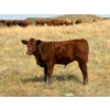 Image 2 : Colter Malloy - 550# November Delivery Steer Calves - 100 Head (Pollockville, AB)