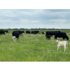 Image 2 : Franklin Cattle Co. - 625# December Delivery Steer Calves - 285 Head (Kipling, SK)