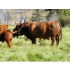 Image 6 : Bohnet Ranch - 675# November Delivery Steer Calves - 60 Head (Savona, BC)