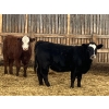 Image 3 : Jarokosky Farms - 900# March Delivery Steers - 138 Head (Lethbridge, AB)