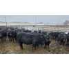 Image 8 : Franz Land & Cattle - 760# March Delivery Heifers - 98 Head (Medicine Hat, AB)