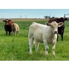 Image 2 : Kokay Farms Ltd. - 660# Heifer Calves - 45 Head (Rosemary, AB)