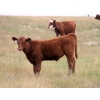 Image 4 : F Nester Ranching - 480# October Delivery Steer Calves - 90 Head (Picture Butte, AB) VBP+