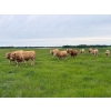 Image 4 : Nick Garnier - 1080# September Delivery Grass Steers - 90 Head (Lloydminster, AB)