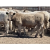 Image 3 : Lone Star Cattle Co. - 1000# June Delivery Heifers - 63 Head (Strathmore, AB)