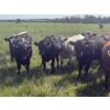 Image 5 : Midpoint Farms - 900# October Delivery Grass Heifers - 210 Head (Drayton Valley, AB)