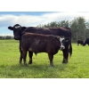 Image 7 : Bar 27 Stock Farm - 720# September Delivery Steer Calves - 85 Head (Spruce View, AB) VBP+