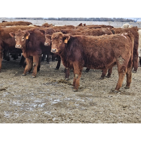 Osadczuk Cattle Co. - 699# March Delivery Heifers - 89 Head (Patricia, AB)