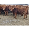Image 1 : Osadczuk Cattle Co. - 699# March Delivery Heifers - 89 Head (Patricia, AB)