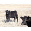 Image 4 : Poirier Prairie Ag. Ventures - 525# November Delivery Steer Calves - 110 Head (Redvers, SK)
