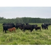 Image 3 : Franklin Cattle Co. - 600# December Delivery Heifer Calves - 200 Head (Marwayne, AB)
