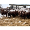 Image 4 : Eastligt Farms - 44 February Red Bred Heifers (Jarvie, AB)