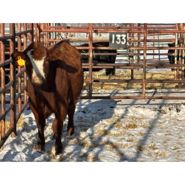 Red Deer Feeder Association Ltd. - 1 Heifer (Pen 133)