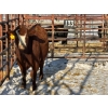 Image 1 : Red Deer Feeder Association Ltd. - 1 Heifer (Pen 133)