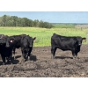 Image 8 : Terry Hines Livestock - 40 Black March Calving Bred Heifers (Marwayne, AB)