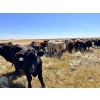 Image 6 : Range 45 Ranch Ltd. - 1000# October Grass Steers - 120 Head (Milden, SK)