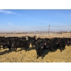 Image 2 : Cattlewood Farms Ltd. - 780# February Delivery Heifers - 156 Head (Vauxhall, AB)