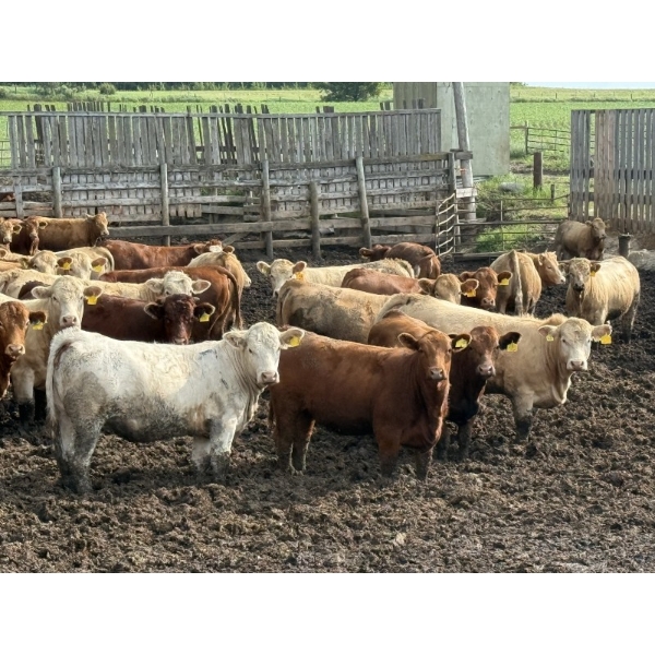 Lesher Lane Enterprises - 910# July Delivery Heifers - 204 Head (Lacombe, AB)