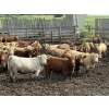 Image 1 : Lesher Lane Enterprises - 910# July Delivery Heifers - 204 Head (Lacombe, AB)