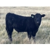 Image 2 : C.R. Fullerton - 725# Oct/Nov Delivery Steer Calves - 86 Head (Lundbreck, AB)