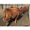 Image 4 : Midpoint Farms - 16 Red Angus X February/March Calving Bred Heifers (Drayton Valley, AB)