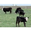 Image 1 : Copperfield Farming - 5 BWF 1st Calf Pairs (Vauxhall, AB)