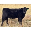 Image 7 : Pittman Brothers Production - 680# October Delivery Heifer Calves - 30 Head (Warner, AB)