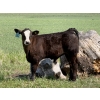 Jordan, Beau & Tom Jackson - 580# October Delivery Steer Calves - 85 Head (Sundre, AB)