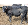 Image 8 : A&A Farms - 32 Black Blaze/Brockle Replacement Heifers (Coaldale, AB)