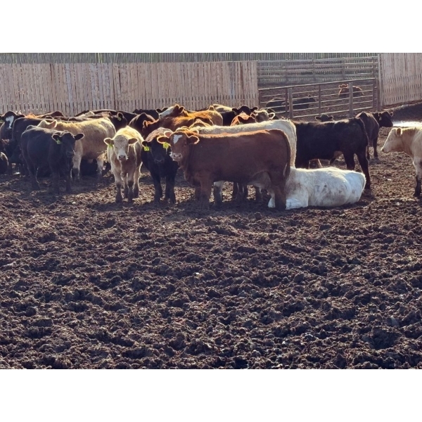 Luke & Jen Smith - 900# Sept/Oct Delivery Steers - 67 Head (Rhein, SK)