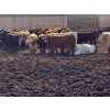 Image 1 : Luke & Jen Smith - 900# Sept/Oct Delivery Steers - 67 Head (Rhein, SK)