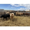 Image 6 : Robert Hampton - 920# June Delivery Steers - 68 Head (Picture Butte, AB) *ADDED LOT*