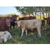 Image 8 : Johnston Ranches - 675# October Delivery Steer Calves - 90 Head (Cereal, AB)