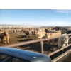 Image 5 : Forbes Bros. Ranching - 830# March Delivery Heifers - 265 Head (Senlac, SK)