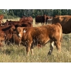 Image 6 : Kokay Farms Ltd. - 685# November Delivery Steer Calves - 120 Head (Rosemary, AB)