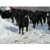 Image 2 : Chris, Debbie & Dwayne Wimmer - 675# March Delivery Steers - 55 Head (Lundar, MB)