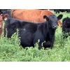 Image 4 : Kingsclere Ranch - 570# October Delivery Steer Calves - 100 Head (Parson, BC)